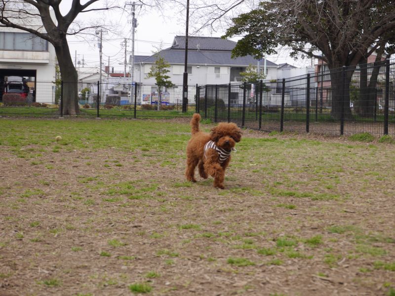 篠崎公園 ドッグランに行って来ました。