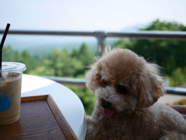 オリバーと軽井沢へバースディ旅行「天空カフェ・アウラ」